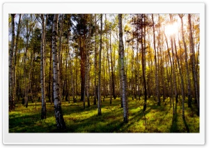 Leafless Birch Forest Ultra HD Wallpaper for 4K UHD Widescreen desktop, tablet & smartphone