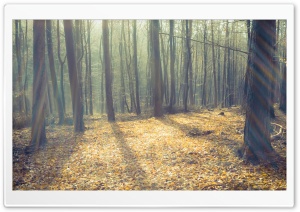 Leafless Forest And Sunlight Ultra HD Wallpaper for 4K UHD Widescreen desktop, tablet & smartphone