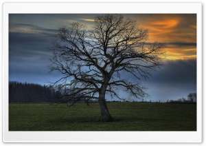 Leafless Tree, HDR Ultra HD Wallpaper for 4K UHD Widescreen desktop, tablet & smartphone