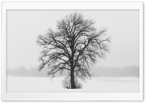 Leafless Tree, Winter Ultra HD Wallpaper for 4K UHD Widescreen desktop, tablet & smartphone