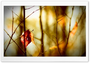 Leafless Twigs Ultra HD Wallpaper for 4K UHD Widescreen desktop, tablet & smartphone