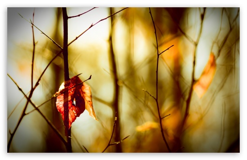 Leafless Twigs UltraHD Wallpaper for HD 16:9 ; UltraWide 32:10 ; Widescreen 16:10 5:3 ; Fullscreen 4:3 5:4 3:2 ; Tablet 1:1 ; Mobile 3:5 3:4 ; Dual 16:10 5:3 16:9 4:3 5:4 ;