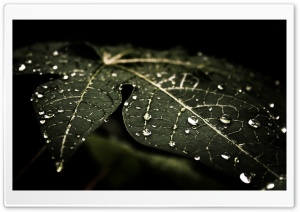 Leafy Droplets Ultra HD Wallpaper for 4K UHD Widescreen desktop, tablet & smartphone