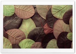 Leafy Pattern Ultra HD Wallpaper for 4K UHD Widescreen desktop, tablet & smartphone