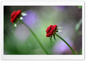Leaning Red Flowers Ultra HD Wallpaper for 4K UHD Widescreen desktop, tablet & smartphone
