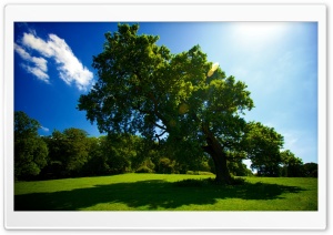 Leaning Tree Ultra HD Wallpaper for 4K UHD Widescreen desktop, tablet & smartphone