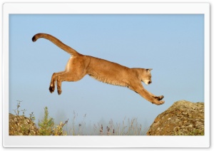 Leaping Cougar Montana Ultra HD Wallpaper for 4K UHD Widescreen desktop, tablet & smartphone