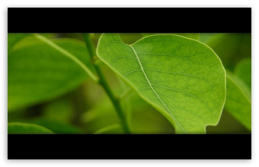 Leaves 12 UltraHD Wallpaper for HD 16:9 ; Widescreen 16:10 5:3 ; Fullscreen 4:3 5:4 3:2 ; Dual 5:4 ;