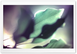 Leaves Ultra HD Wallpaper for 4K UHD Widescreen desktop, tablet & smartphone