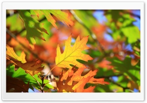 Leaves Ultra HD Wallpaper for 4K UHD Widescreen desktop, tablet & smartphone