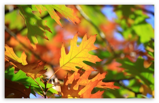 Leaves UltraHD Wallpaper for HD 16:9 ; Widescreen 16:10 5:3 ; Fullscreen 4:3 5:4 3:2 ; Tablet 1:1 ; Mobile 3:4 ;