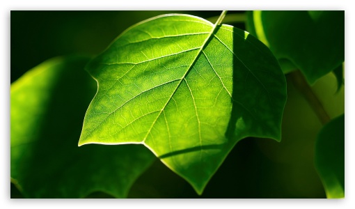 Leaves UltraHD Wallpaper for HD 16:9 ;