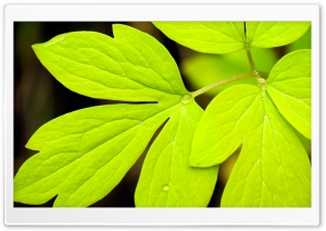 Leaves 5 Ultra HD Wallpaper for 4K UHD Widescreen desktop, tablet & smartphone