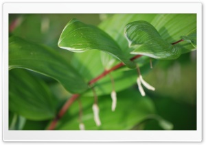 Leaves Aligned Ultra HD Wallpaper for 4K UHD Widescreen desktop, tablet & smartphone