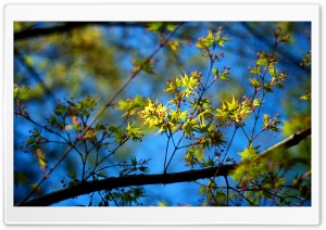 Leaves And Berries Ultra HD Wallpaper for 4K UHD Widescreen desktop, tablet & smartphone