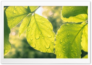 Leaves and Droplets Ultra HD Wallpaper for 4K UHD Widescreen desktop, tablet & smartphone