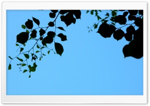 Leaves and Sky Ultra HD Wallpaper for 4K UHD Widescreen desktop, tablet & smartphone