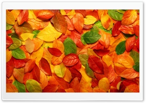 Leaves Carpet Ultra HD Wallpaper for 4K UHD Widescreen desktop, tablet & smartphone