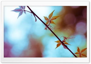 Leaves Close-Up Ultra HD Wallpaper for 4K UHD Widescreen desktop, tablet & smartphone