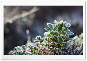 Leaves Covered in Hoar Frost Ultra HD Wallpaper for 4K UHD Widescreen desktop, tablet & smartphone