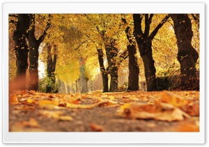 Leaves Fall Off Trees Ultra HD Wallpaper for 4K UHD Widescreen desktop, tablet & smartphone