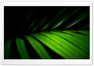 Leaves Macro Ultra HD Wallpaper for 4K UHD Widescreen desktop, tablet & smartphone