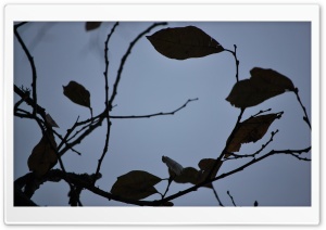 Leaves Make Ellipse Ultra HD Wallpaper for 4K UHD Widescreen desktop, tablet & smartphone