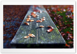 Leaves On The Bench Ultra HD Wallpaper for 4K UHD Widescreen desktop, tablet & smartphone