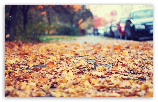 Leaves On The Sidewalk UltraHD Wallpaper for HD 16:9 ; Widescreen 16:10 5:3 ; Fullscreen 4:3 5:4 3:2 ; Tablet 1:1 ; Mobile 3:5 3:4 ; Dual 16:10 5:3 16:9 4:3 5:4 ;