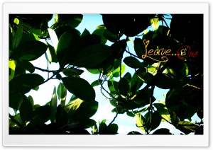 Leaves One Ultra HD Wallpaper for 4K UHD Widescreen desktop, tablet & smartphone