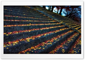 Leaves Resting On Steps Ultra HD Wallpaper for 4K UHD Widescreen desktop, tablet & smartphone