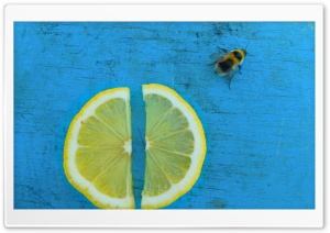 Lemon Slices 4K UHD Wallpaper for Widescreen and UltraWide Desktop, UltraHD TV, Smartphone, Tablet