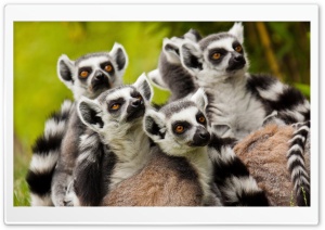 Lemurs Animals Ultra HD Wallpaper for 4K UHD Widescreen desktop, tablet & smartphone