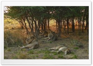 Leo 4K UHD Wallpaper for Widescreen and UltraWide Desktop, UltraHD TV, Smartphone, Tablet