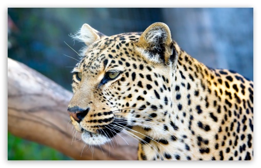 Leopard UltraHD Wallpaper for 8K UHD TV 16:9 Ultra High Definition 2160p 1440p 1080p 900p 720p ; Widescreen 16:10 5:3 WHXGA WQXGA WUXGA WXGA WGA ; Fullscreen 4:3 5:4 3:2 UXGA XGA SVGA QSXGA SXGA DVGA HVGA HQVGA ( Apple PowerBook G4 iPhone 4 3G 3GS iPod Touch ) ; Tablet 1:1 ;