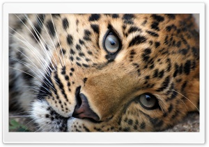 Leopard Big Cat Eyes Ultra HD Wallpaper for 4K UHD Widescreen Desktop, Lockscreen, Screensaver, TV, Tablet, Smartphone