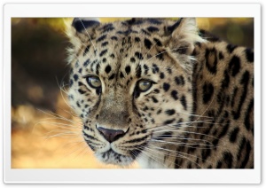 Leopard Close up Ultra HD Wallpaper for 4K UHD Widescreen desktop, tablet & smartphone