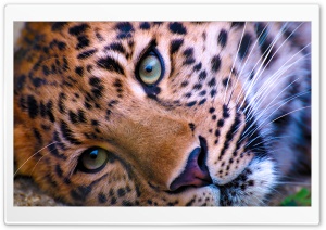 Leopard Face Ultra HD Wallpaper for 4K UHD Widescreen desktop, tablet & smartphone