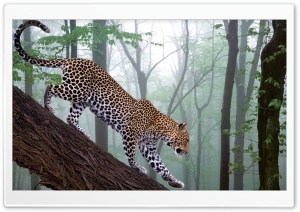 Leopard In Jungle Ultra HD Wallpaper for 4K UHD Widescreen desktop, tablet & smartphone