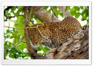 Leopard In The Wild Ultra HD Wallpaper for 4K UHD Widescreen desktop, tablet & smartphone