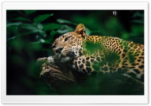 Leopard in the Wild Ultra HD Wallpaper for 4K UHD Widescreen desktop, tablet & smartphone