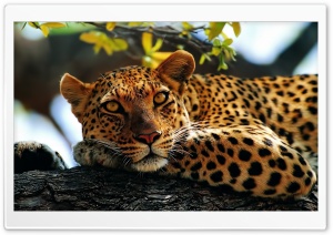 Leopard in Tree Ultra HD Wallpaper for 4K UHD Widescreen desktop, tablet & smartphone