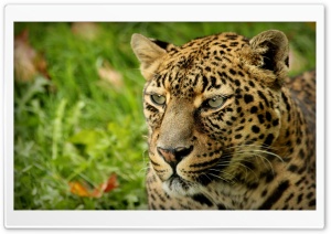 Leopard Look Ultra HD Wallpaper for 4K UHD Widescreen desktop, tablet & smartphone
