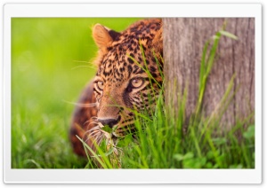 Leopard Looking Ultra HD Wallpaper for 4K UHD Widescreen desktop, tablet & smartphone