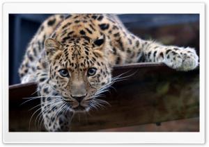 Leopard Ready To Attack Ultra HD Wallpaper for 4K UHD Widescreen desktop, tablet & smartphone