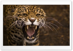 Leopard Roar Ultra HD Wallpaper for 4K UHD Widescreen desktop, tablet & smartphone