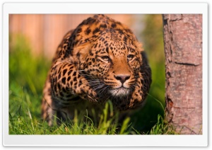Leopard Running Ultra HD Wallpaper for 4K UHD Widescreen desktop, tablet & smartphone