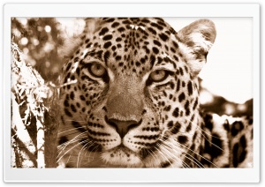 Leopard Sepia Ultra HD Wallpaper for 4K UHD Widescreen desktop, tablet & smartphone