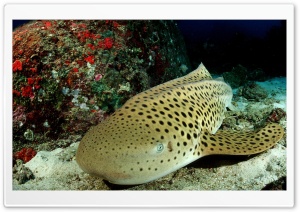 Leopard Shark Ultra HD Wallpaper for 4K UHD Widescreen desktop, tablet & smartphone