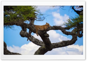 Leopard Sleeping in a Tree 4K UHD Wallpaper for Widescreen and UltraWide Desktop, UltraHD TV, Smartphone, Tablet